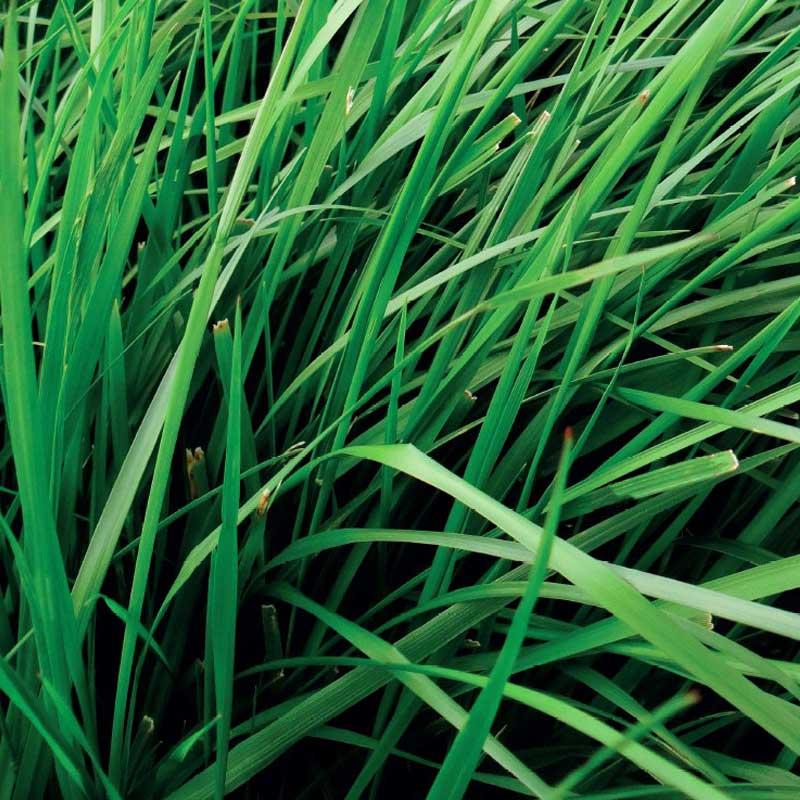 FETUQUE ELEVEE ROMIE