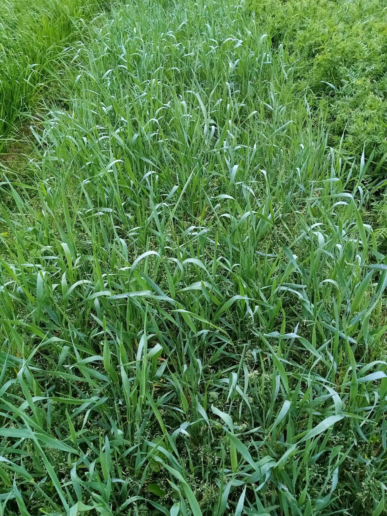 SEIGLE FOURRAGER BON FIRE