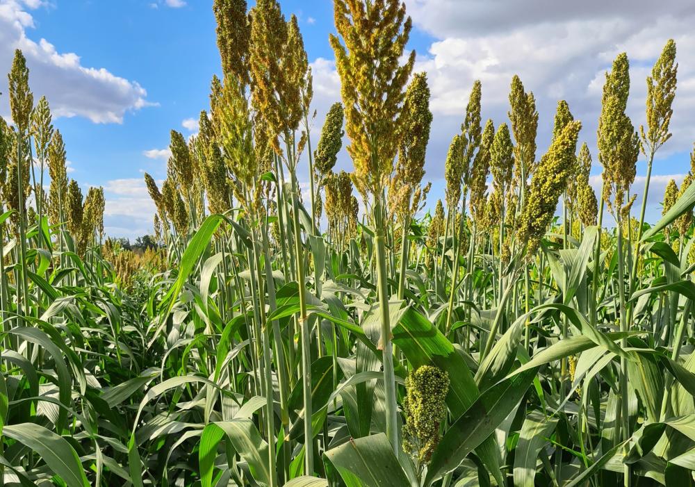 SORGO